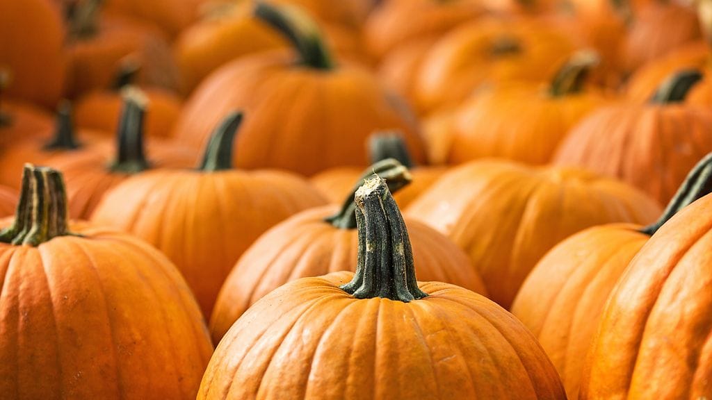 Kurpitsa on monipuolinen raaka-aine.