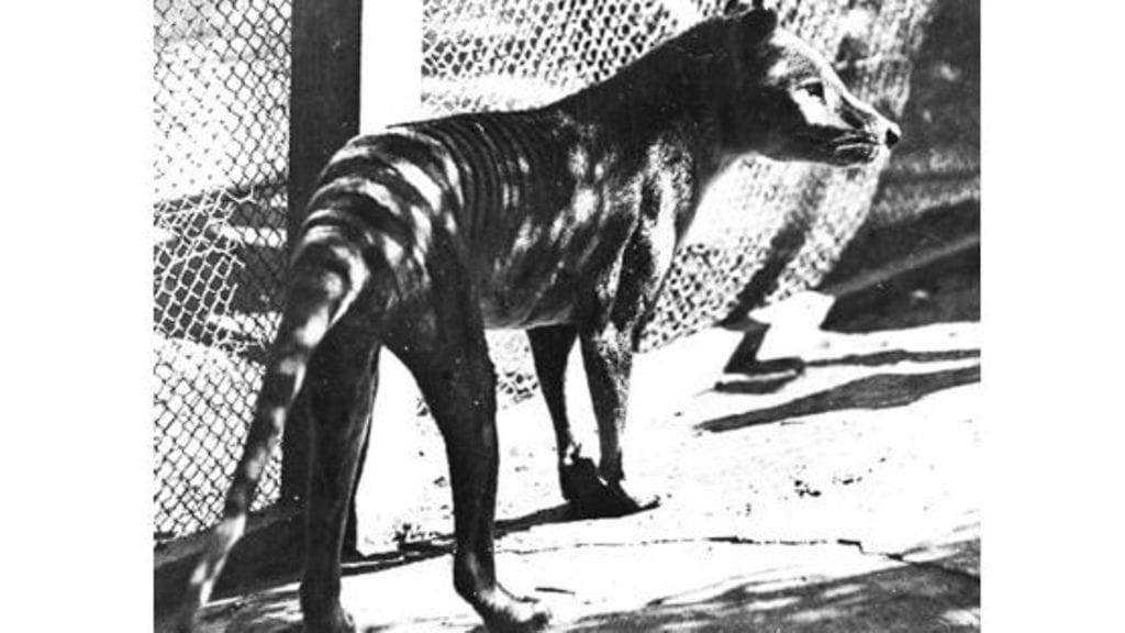 Viimeinen tunnettu pussihukka kuoli vuonna 1936 Hobartin eläintarhassa.