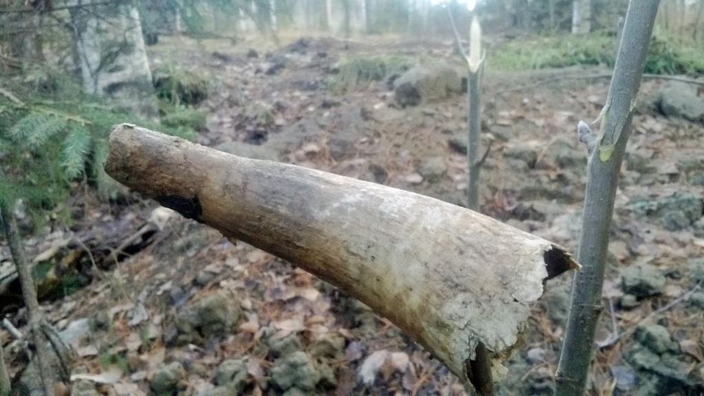 Lehmää ei saisi käyttää haaskassa lainkaan.