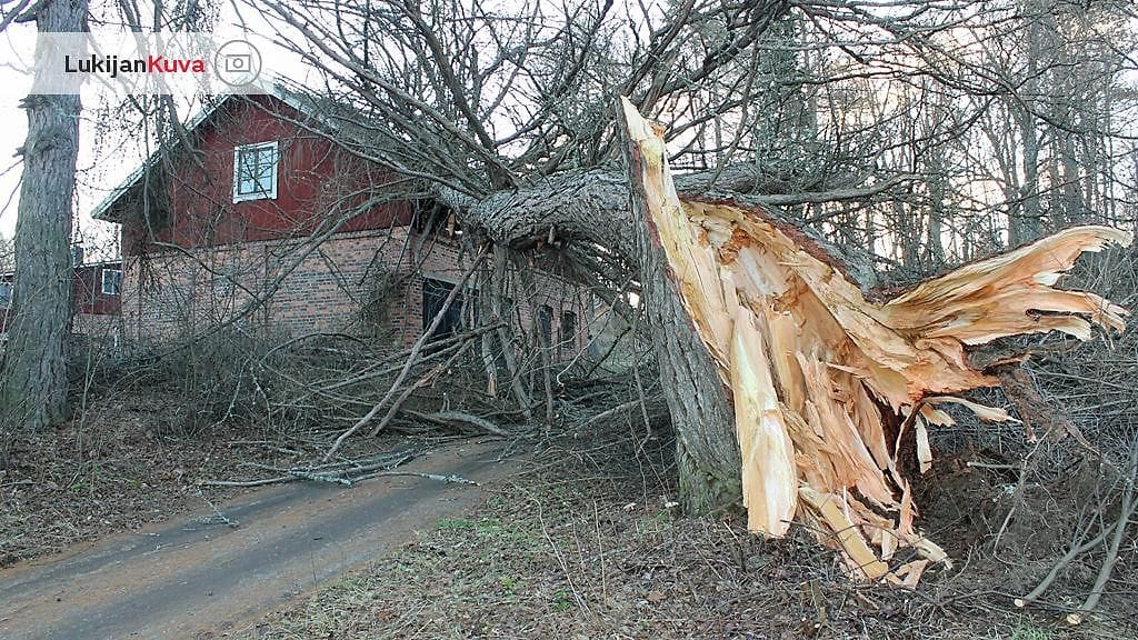 Puu kaatui piharakennuksen päälle Padasjoella Eino-myrskyssä 17. marraskuuta 2013. Kuva: Toivo Heikkinen