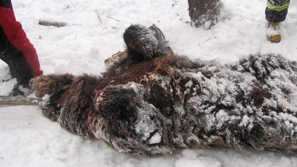 Ammuttu karhu Orivedellä 30. tammikuuta 2013. Karhu hyökkäsi metsästäjän kimppuun keskiviikkona Orivedellä Pirkanmaalla. Onnettomuus sattui puolen päivän aikaan Oriveden Hirsilässä, lähellä Tampereen rajaa.