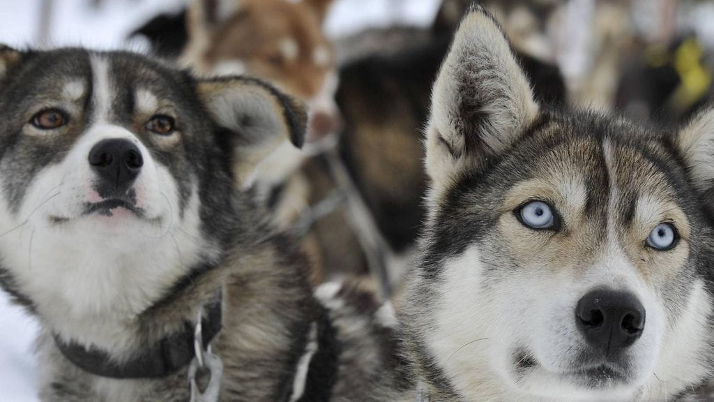 Alkujaan ulkomaista perua olevilla vetokoirilla tehdyt retket menevät turisteihin kuin häkä. Kuvituskuvassa alaskanhuskyja Saariselällä.