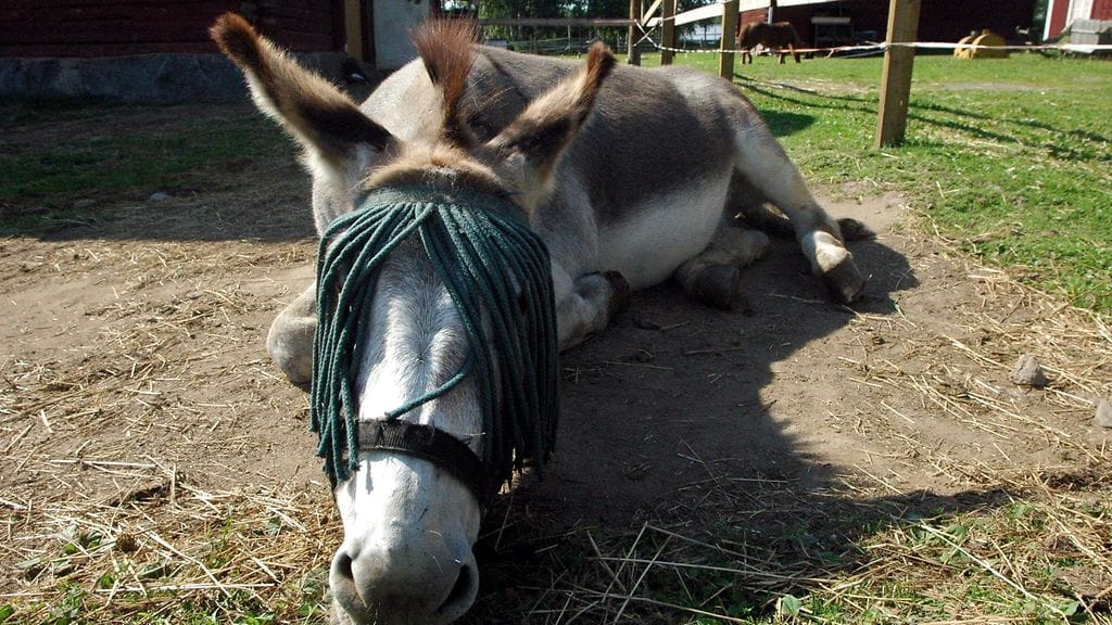 Aluksi tarkoituksena oli perustaa vanhainkoti vain aaseille.