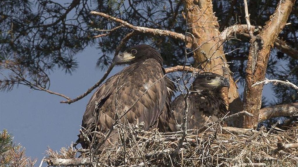 Merikotkan pesä. Kuva: WWF Suomi