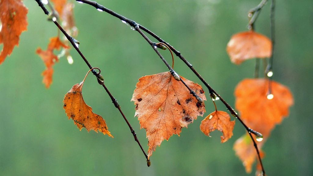 Lapissa sataa ensi viikolla lunta päivittäin. Etelässä sateet tulevat vetenä ja lämpötila voi nousta jopa 10 asteeseen. Kuvituskuvassa syksyn hiipuvaa ruskaa.