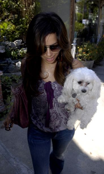 Eva Longoria ja hänen rakas maltankoiransa Jinxie vuonna 2008.