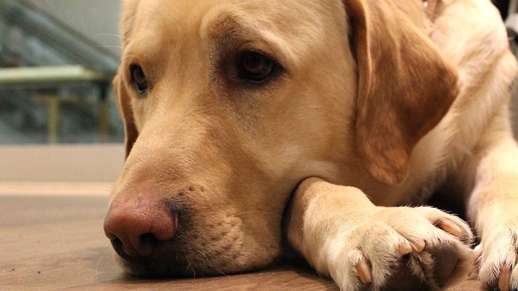 Vastavalmistunut opaskoira Lenni joutui opintojensa alussa koirien tarkkikselle.