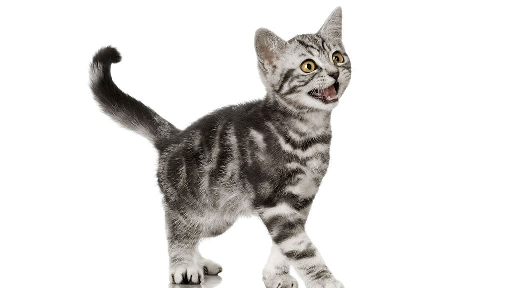 "Mitä? Etkö halua leikkiä kanssani kello kolme yöllä?"