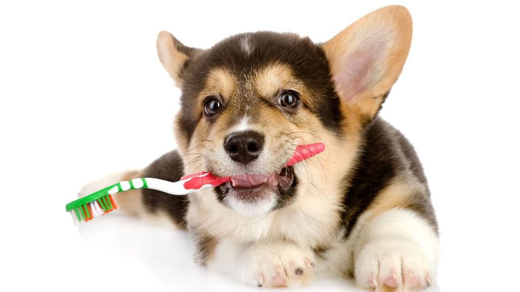 "Tiesitkö, kuinka usein minun hampaitani tulisi oikein pestä?"