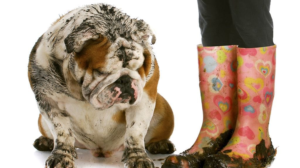 Ivana Helsingin suunnittelija Paola Suhosen Virosta yksivuotiaana hankittu Affe-koira rakastaa myrskyä ja tuulta.