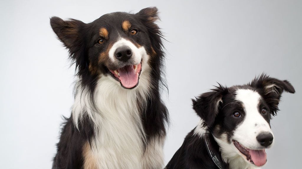 1. sija: Bordercollie on (epävirallisesti) maailman älykkäin koirarotu.
