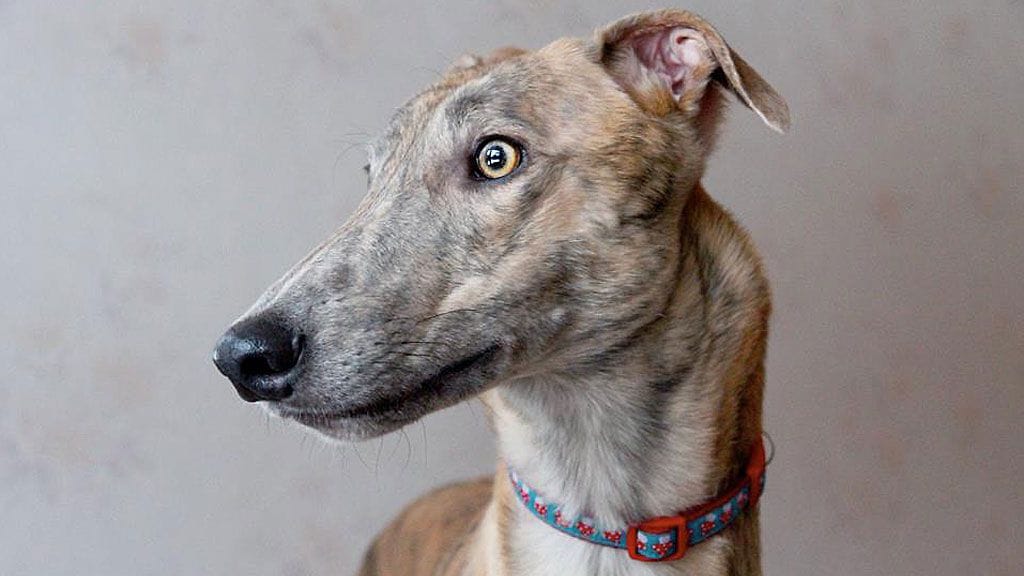 Greyhound on maailman toiseksi nopein maaeläin