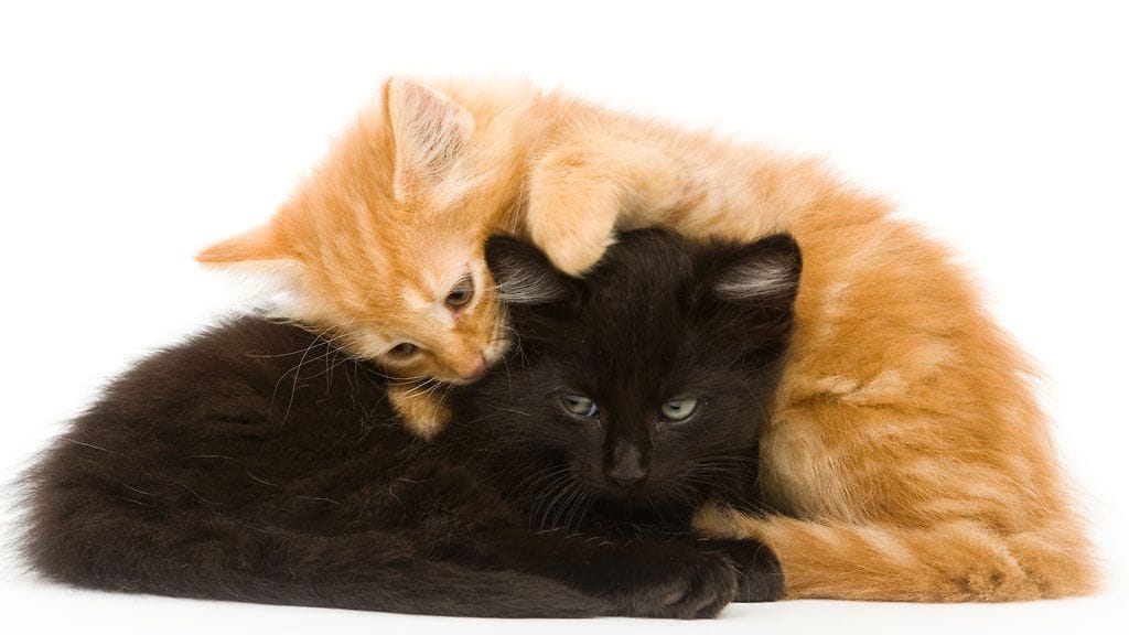 Mustat kissat eivät ole yhtä suosittuja kuin oranssit. Miksi näin?