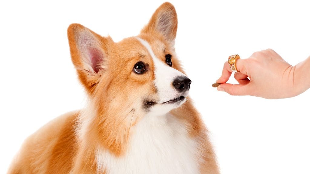 Varo antamassa herkkupaloja liikaa!