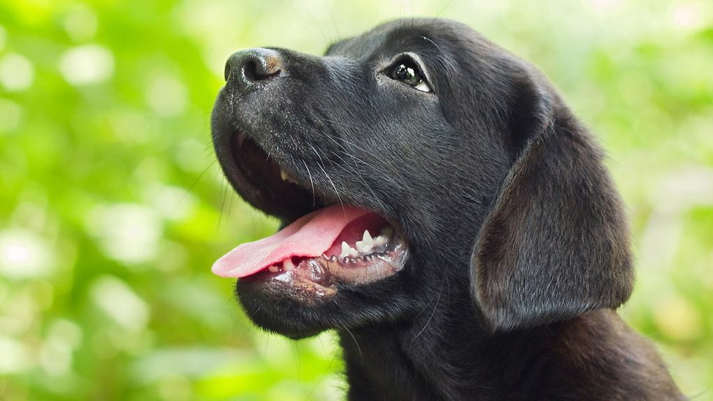 "Minä ulkoilen vain valjaat päällä!"