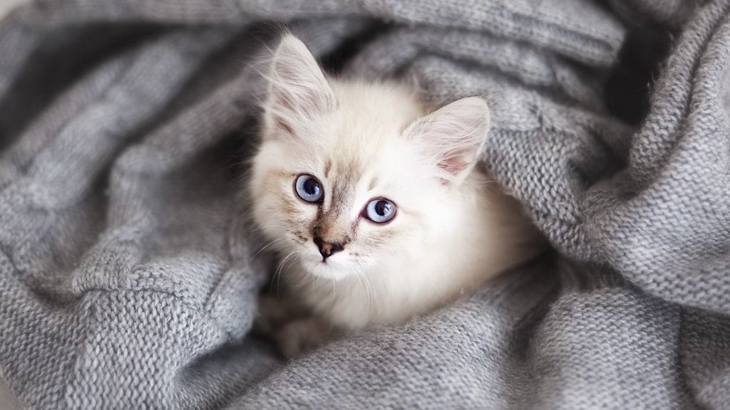 "Minulla on vain yksi elämä!"