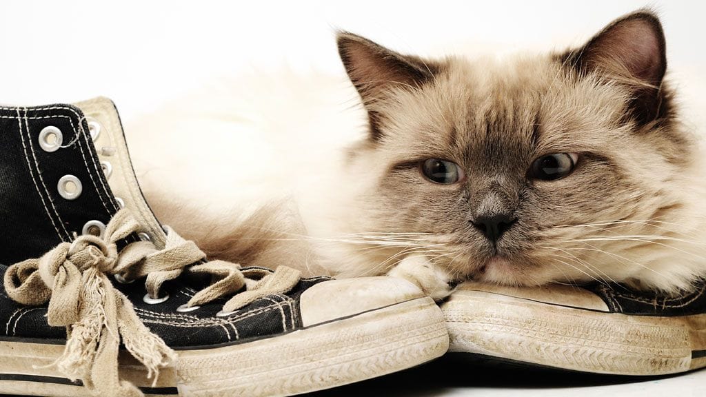 "Maaaaaau, anna ruokaa!"