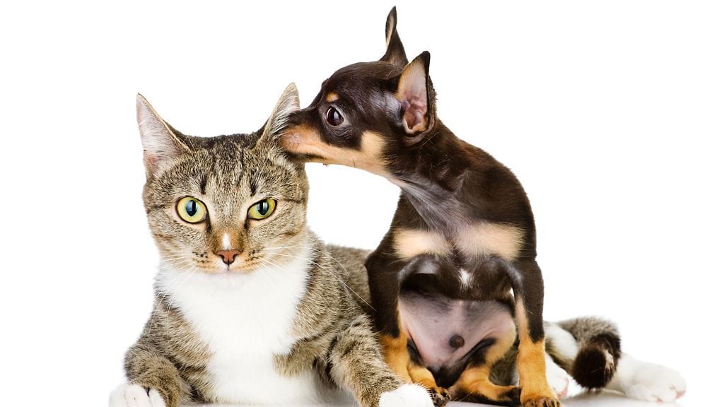 En ole vihainen, minä olen vain valpas!