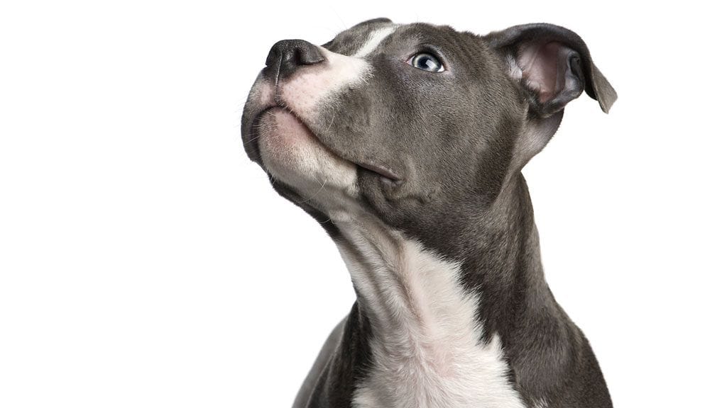 Kuvan koira ei liity tapaukseen.