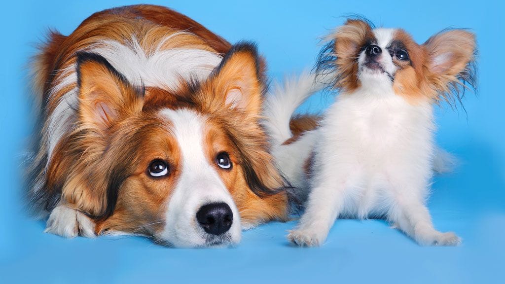 "Jos se on suussani, se on minun!"