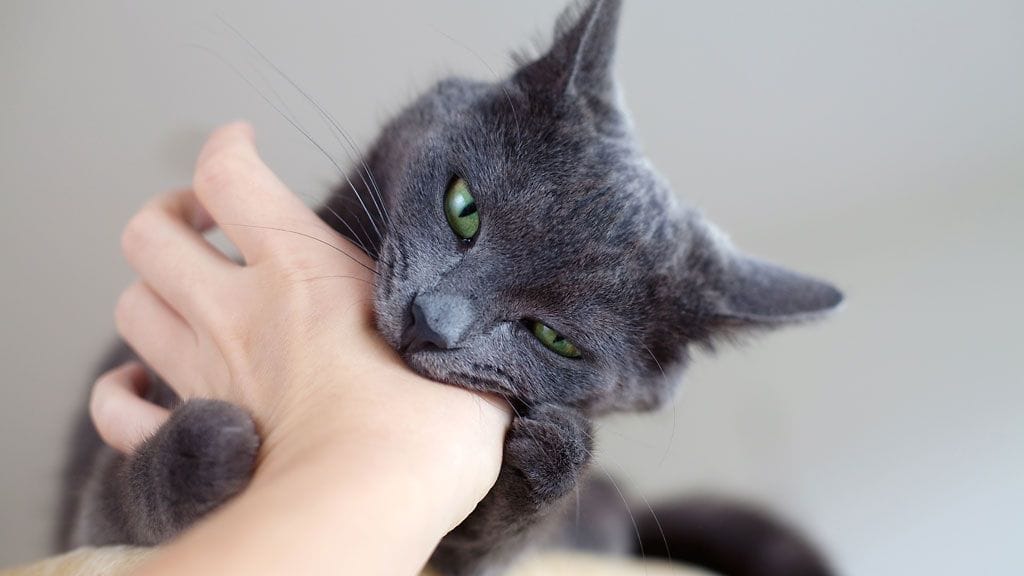 "Hei, käpälät irti meikästä!"