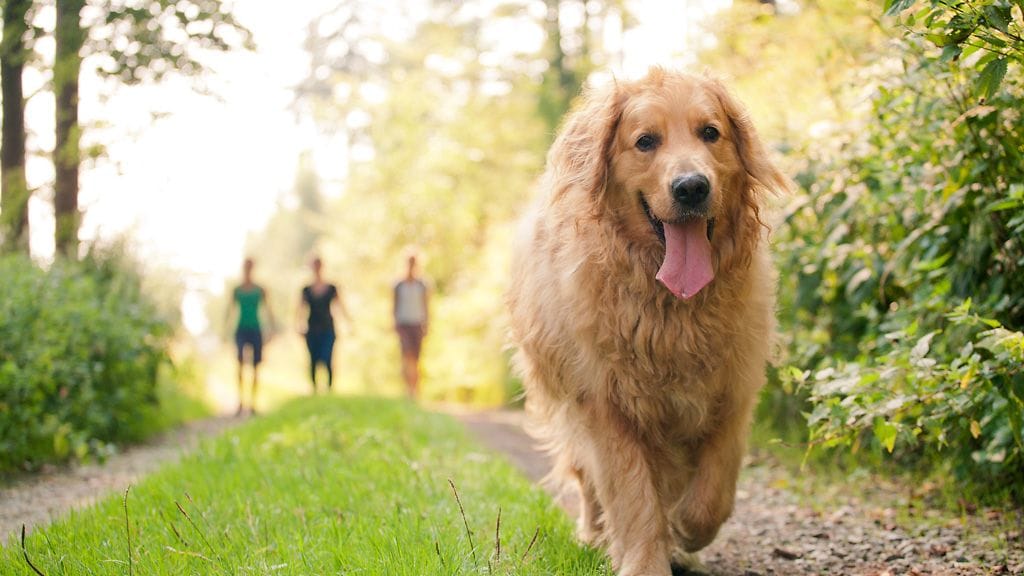 Muista kytkeä minut kun tassutellaan taajamassa!