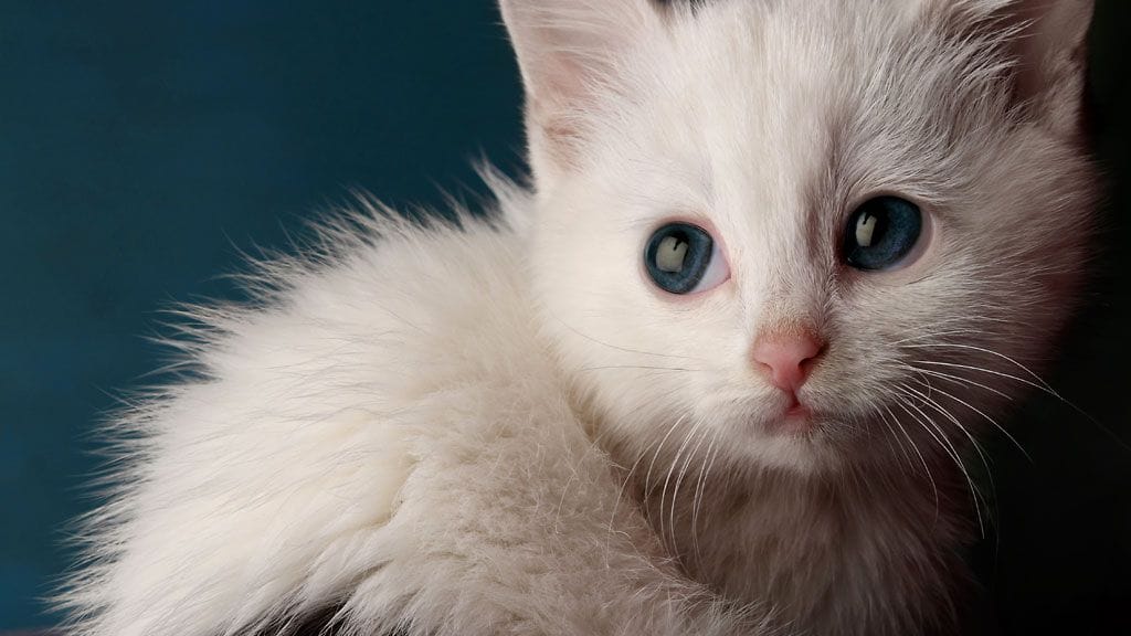 "Älä hylkää minua, minä rakastan sinua..."