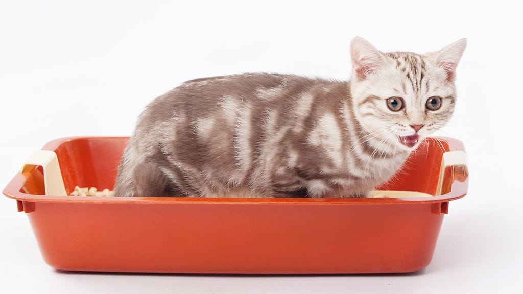 Vie kissa omalle laatikolleen pari kertaa päivässä. Jos se tekee tarpeensa, palkitse kissa.