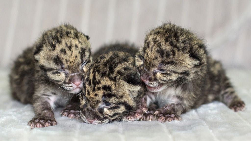 Tässä he ovat! Kolme pientä puuleopardin poikasta.