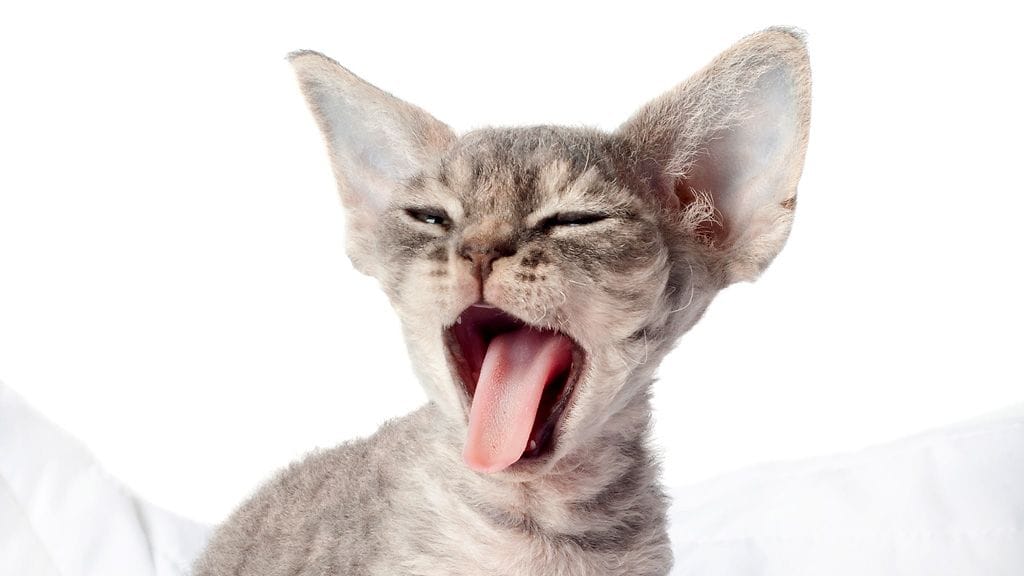 Kissa pesee itseään päivän aikana monen monta kertaa. "Slurps!"