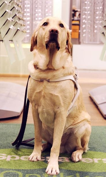 Vastavalmistunut opaskoira Lenni.