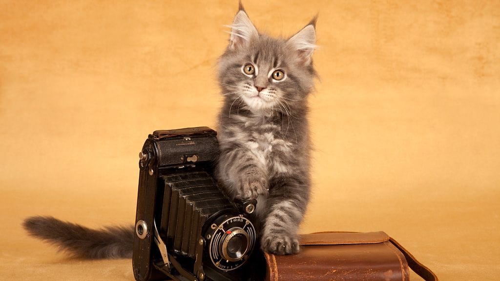 "Nytkö poseerataan?"