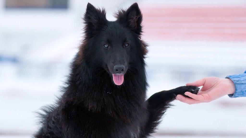 Koiran luonne ja mieltymykset on tärkeää ottaa huomioon palkitsemisessa.