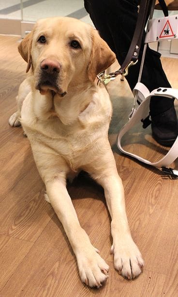 Opaskoirapentu Lenni valmistui!