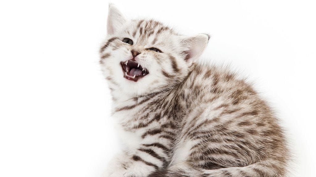 Osaatko lukea kissojen kieltä?