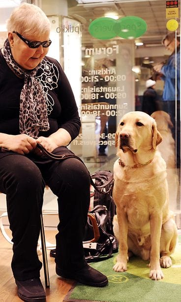 Kemiläinen Sirkka Holm saa Lennistä kiltin ja hyvähermoisen opaskoiran.