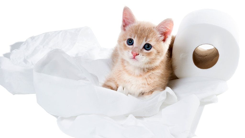 "Ai pitääkö minun varoa vessapyttyä?"