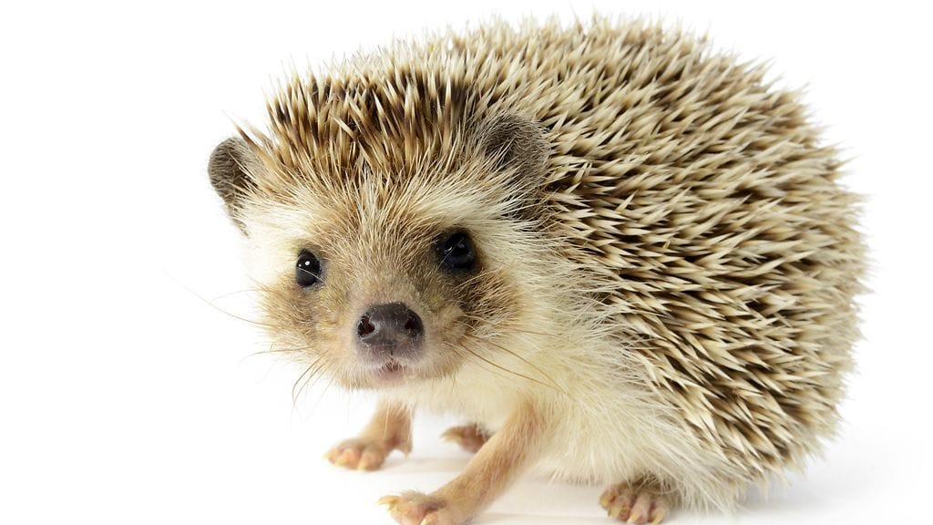 Tiedätkö, kuinka monta kertaa siilin sydän sykkii minuutissa?