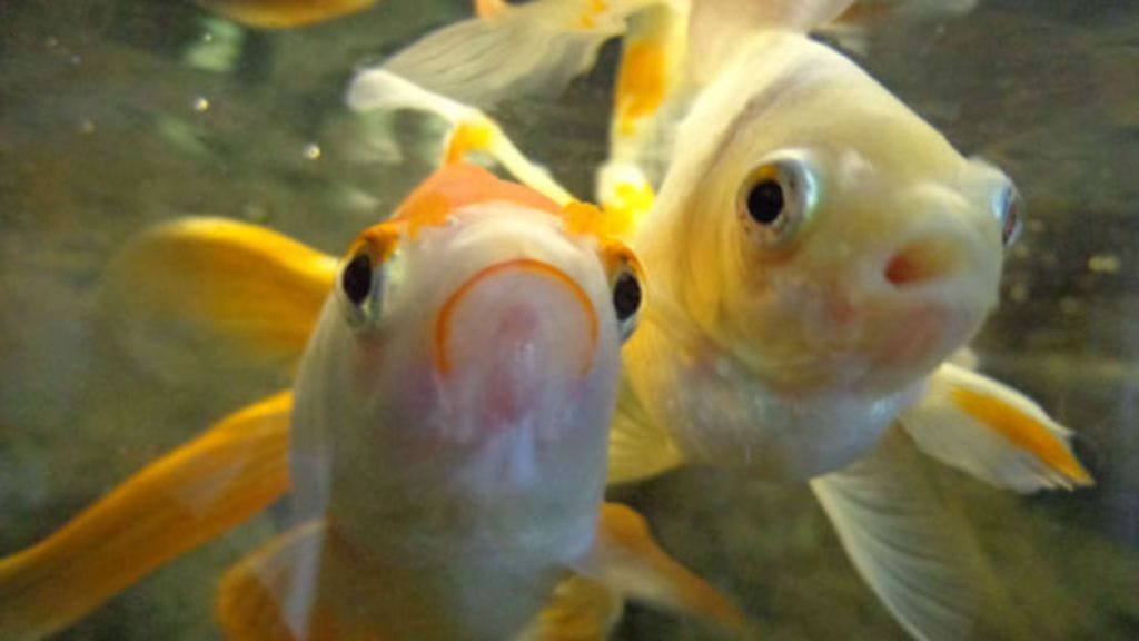 Kalojen on todettu oppivan sekä omasta kokemuksesta että muiden esimerkistä muun muassa ruuan hankintaa, kulkureittejä ja petokalojen välttämistä.