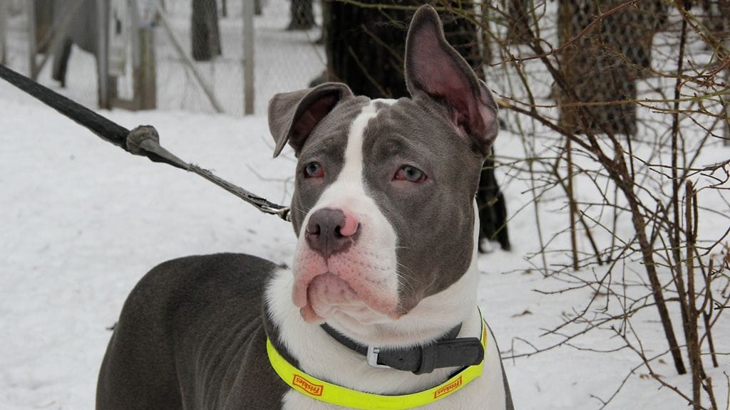 Friskies näytejakelukiertue Helsingissä 2.2.2013.