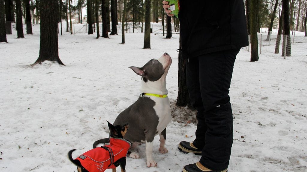 Friskies näytejakelukiertue Helsingissä 2.2.2013.