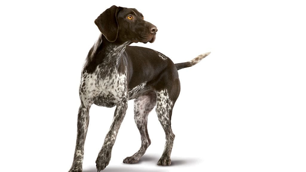 Testissä: Purina ONE Lammas & Riisi.