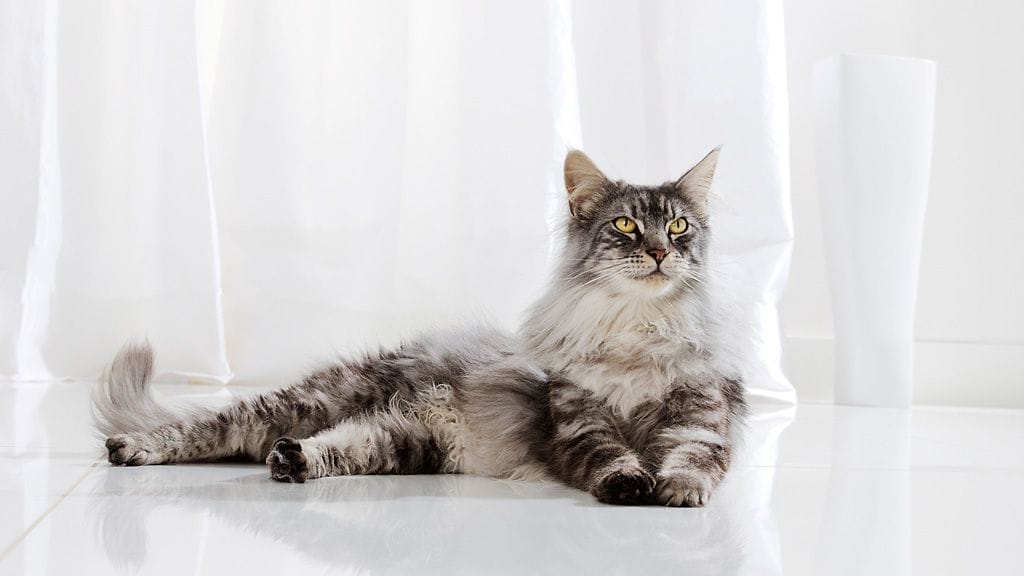 Purina ONE Urinary Care.