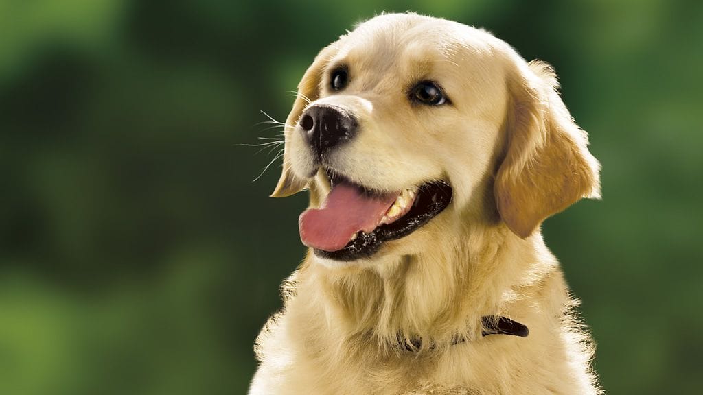 Tervasaaren koirapuistossa jaettiin ilmaisia näyteherkkuja lauantaina 26.1.2013.