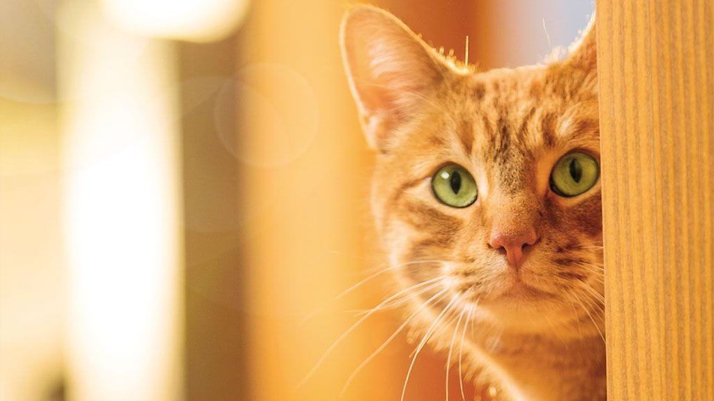 Friskies Crunchy&Soft Naudanlihaa, Kanaa ja lisättyjä Kasviksia (800g)