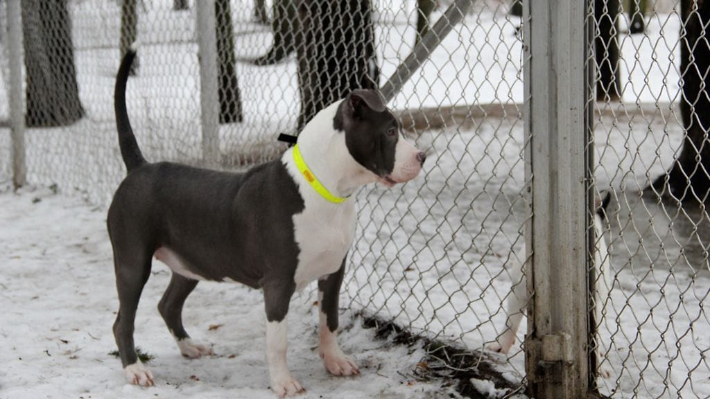 Friskies näytejakelukiertue Helsingissä 2.2.2013.