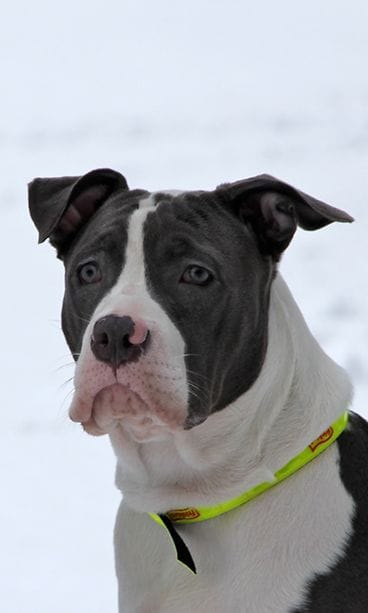 Friskies näytejakelukiertue Helsingissä 2.2.2013.