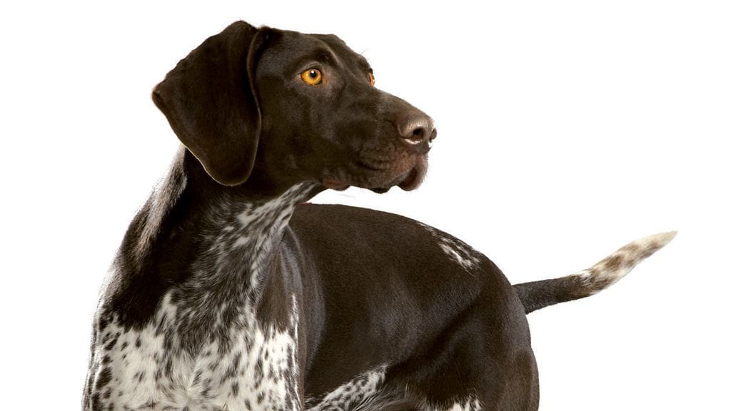 Espanjasta suomeen lennätetty entinen koirakodin asukki Boby testasi Purina ONEa kolme viikoa. Kuva: P. Järvenpää.