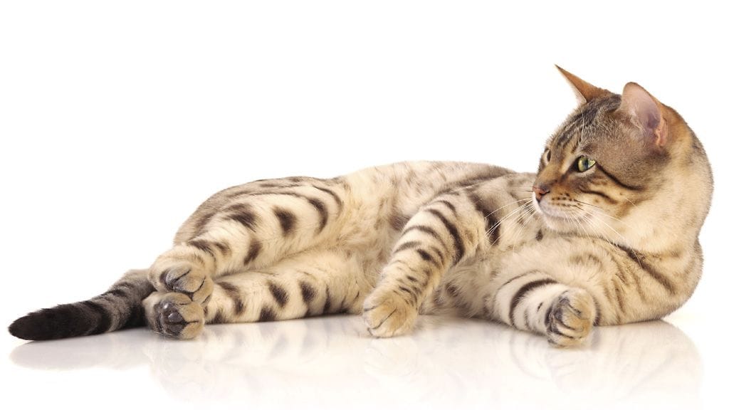 Sissi-kissa testasi Purina ONE Urinary Carea.