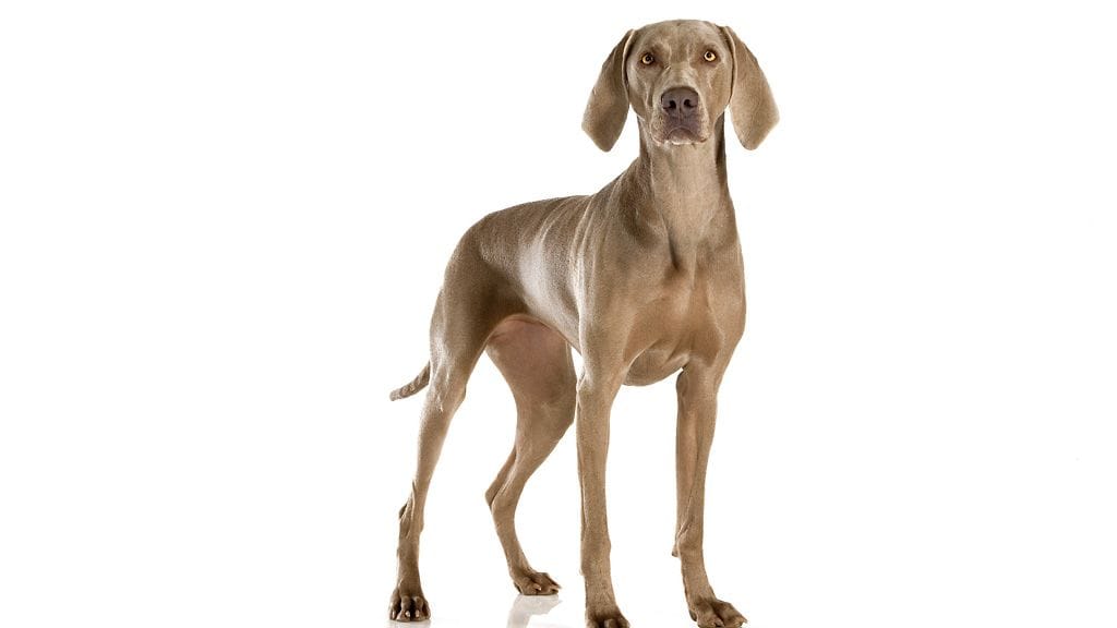 Chanel testasi kolme viikkoa Purina ONE Sensitiveä.